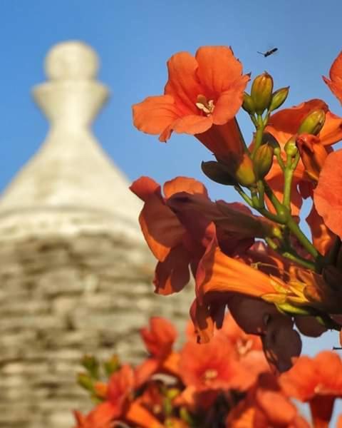 Trulli Di Ivana オストゥーニ エクステリア 写真